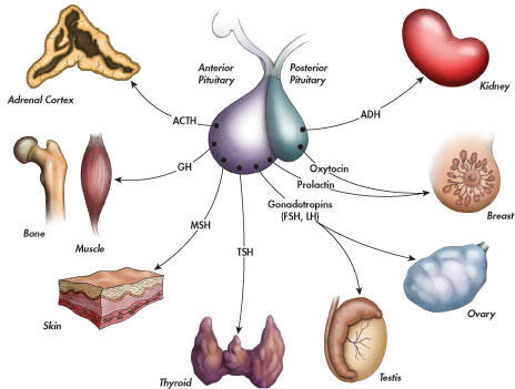patologie endocrinologiche