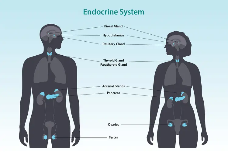 sistema endocrino