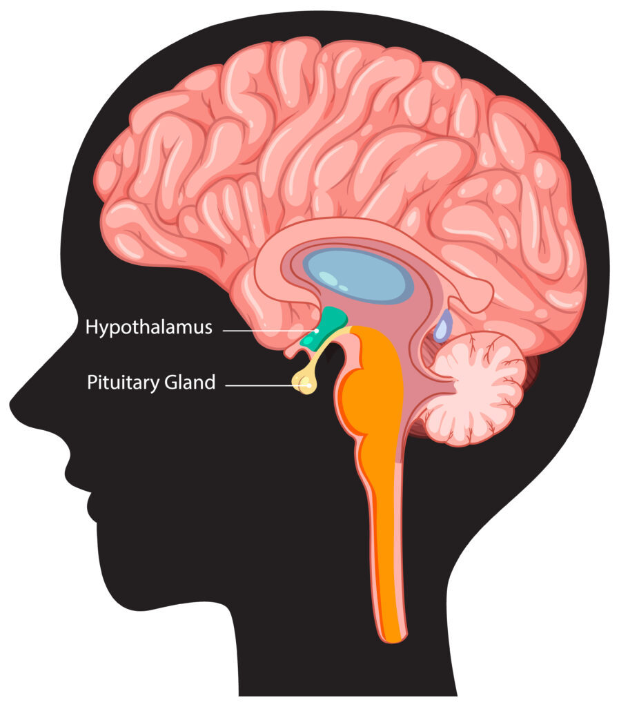 Human Brain Anatomy and Functions